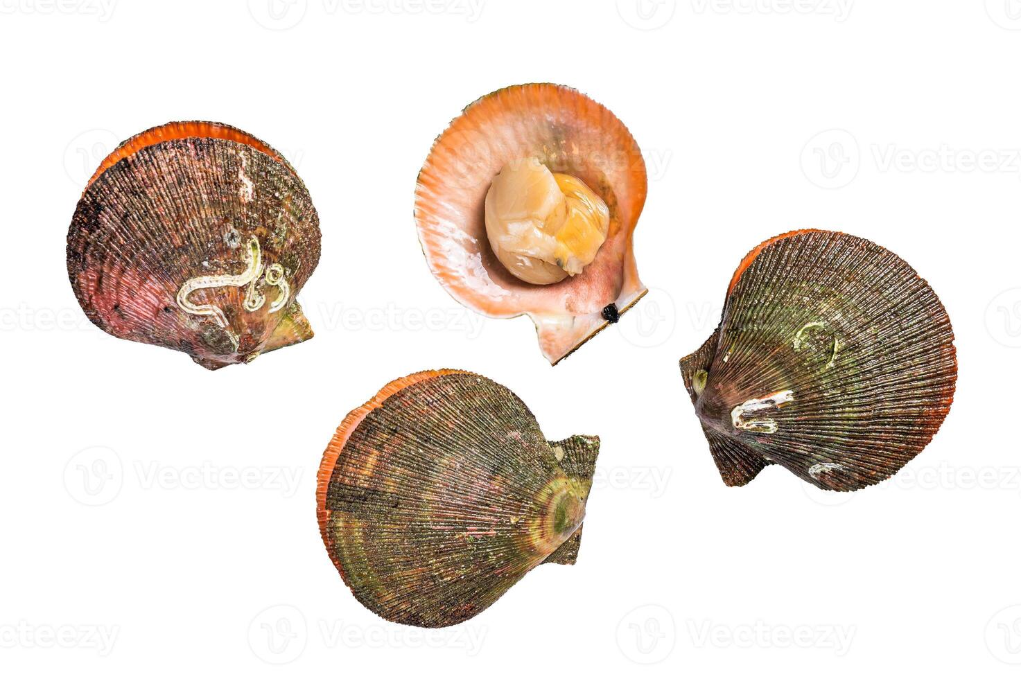 Raw Queen Scallops on kitchen table. Isolated on white background photo