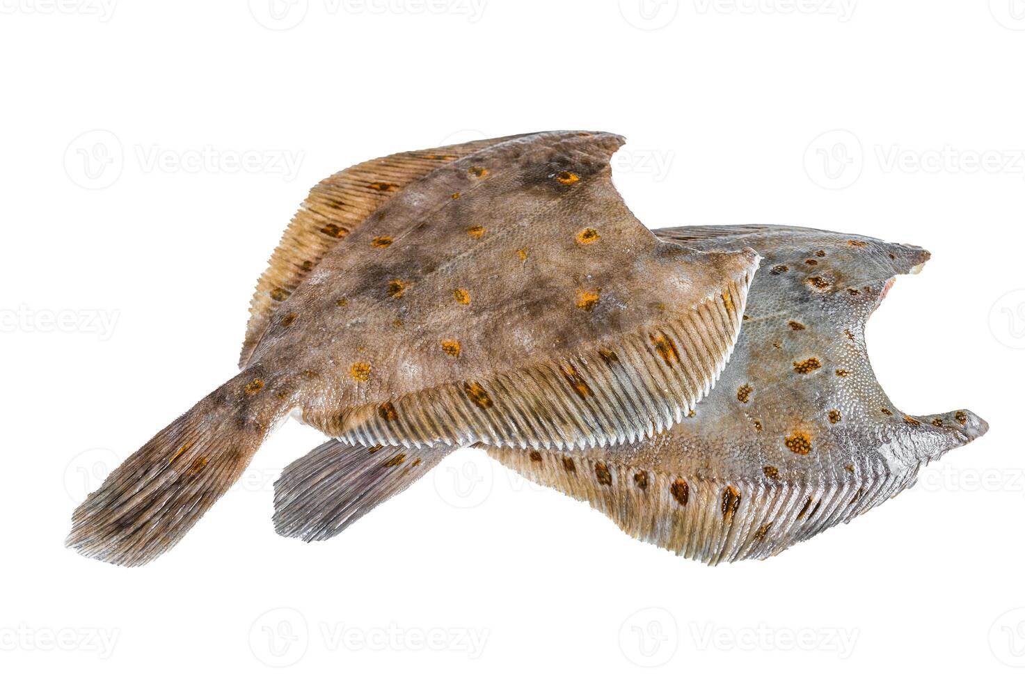 Raw whole flounder flatfish fish on kitchen table. Isolated on white background. photo