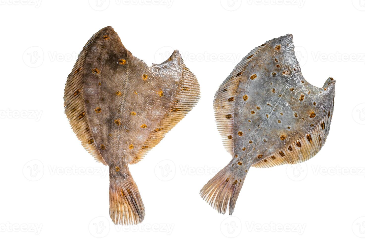 Raw whole flounder flatfish fish on kitchen table. Isolated on white background. photo