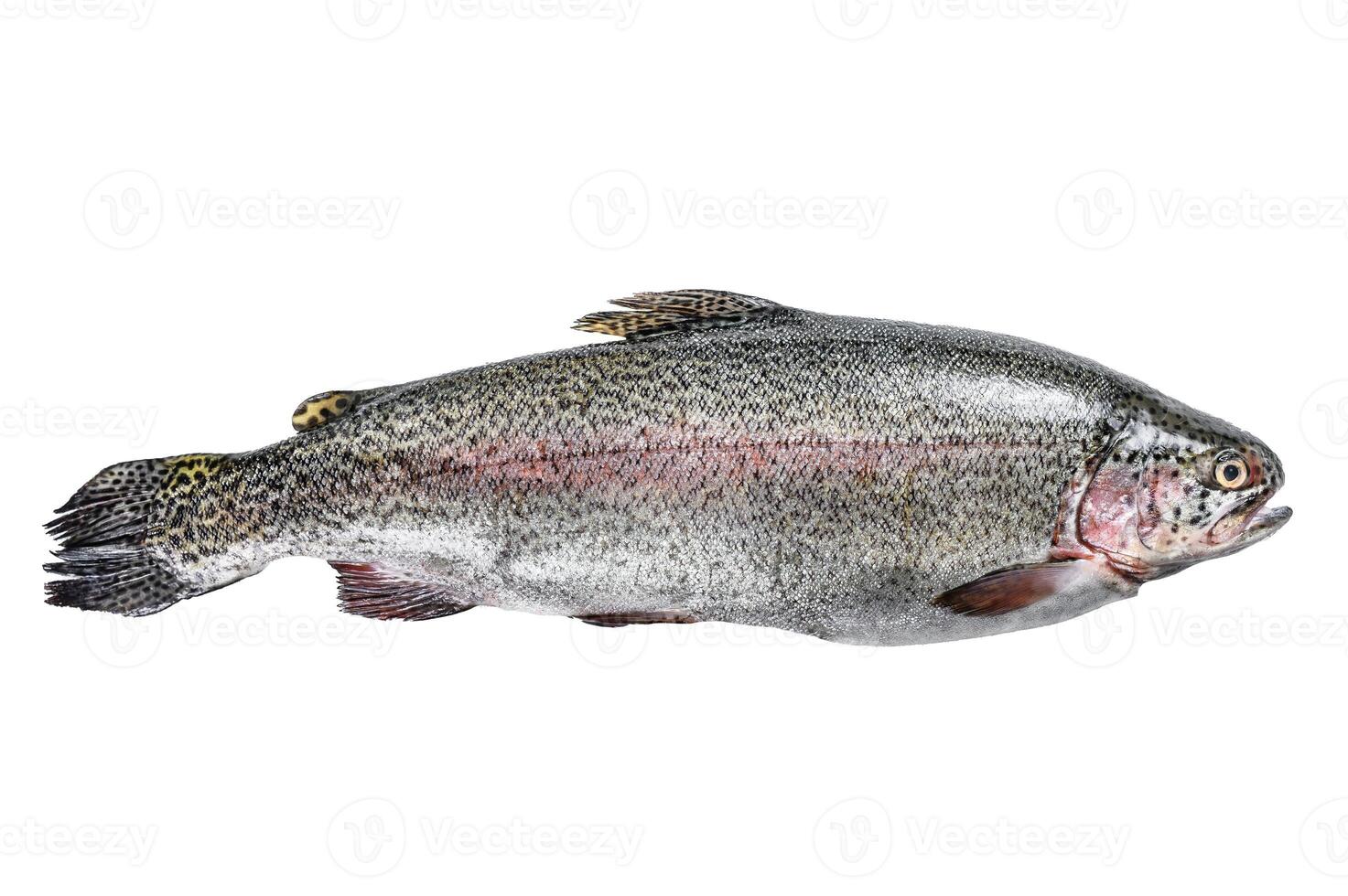 Raw Rainbow trout fish on a table. Isolated on white background. photo