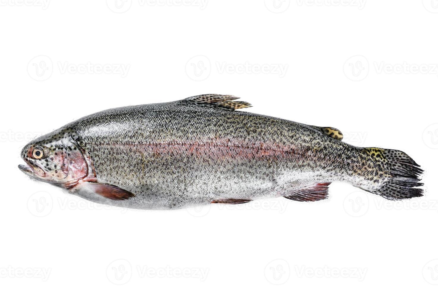 Raw Rainbow trout fish Isolated on white background. Top view. photo