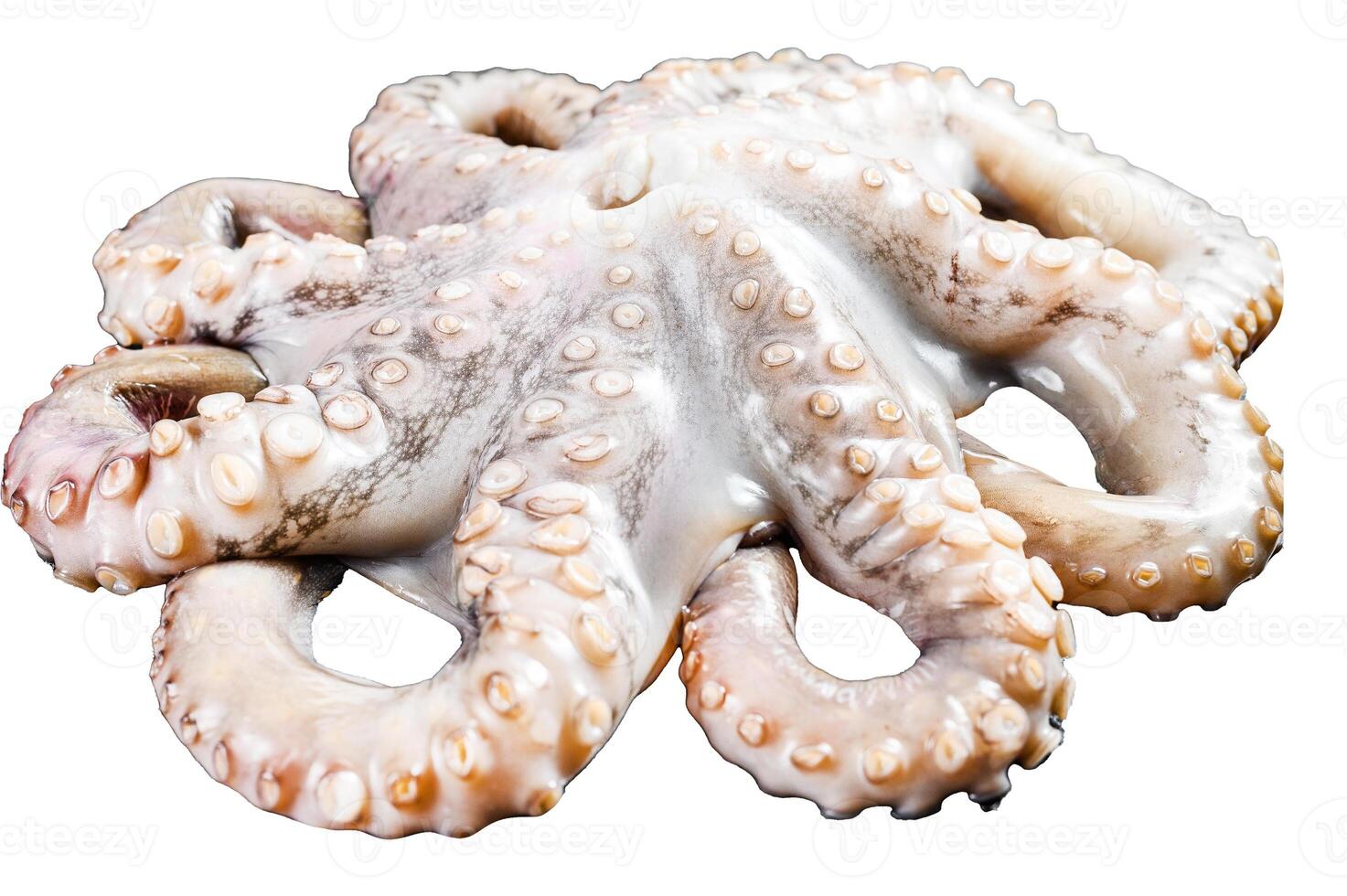 Fresh raw octopus Isolated on white background. Top view. photo