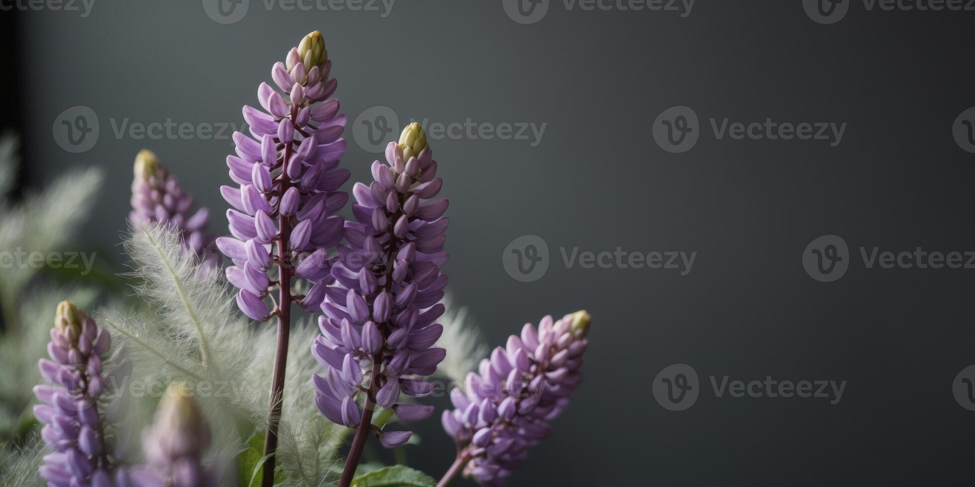 Purple Lupine Flowers on Dark Background. photo