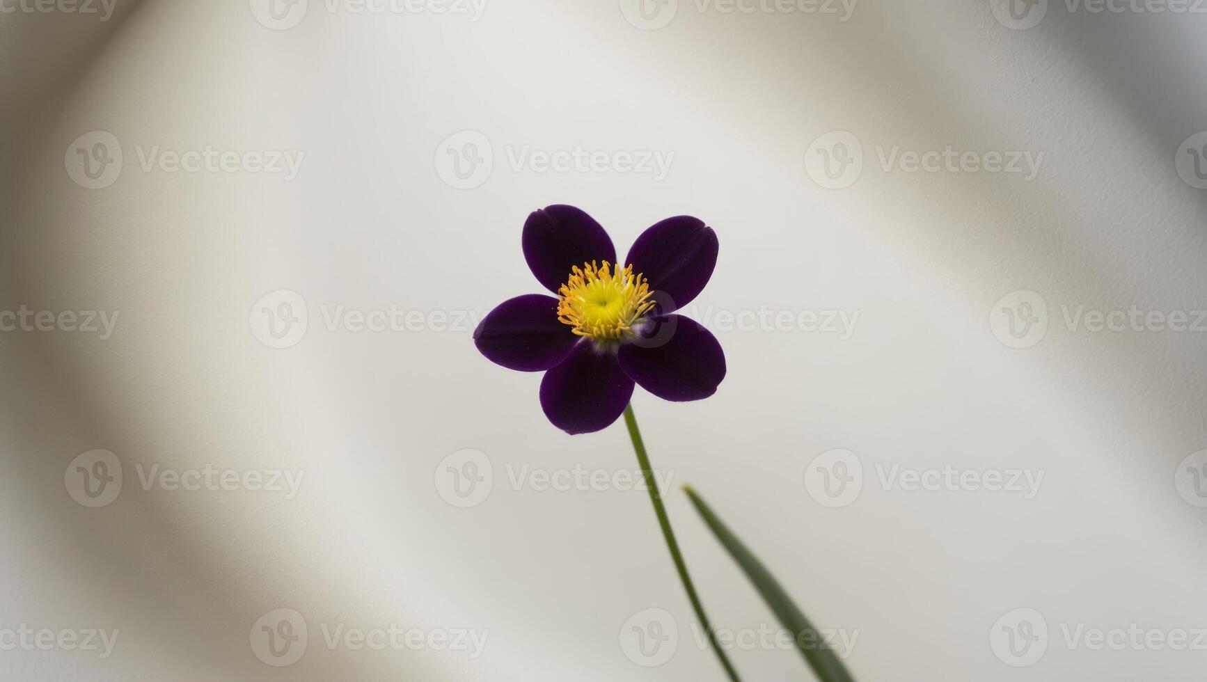 A tight shot of a purple flower with a yellow stamen at its core. photo