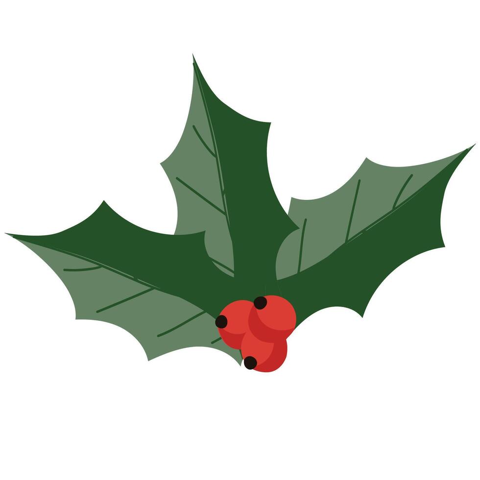 Christmas holly berry leaveson a white background . Christmas symbol illustration. vector