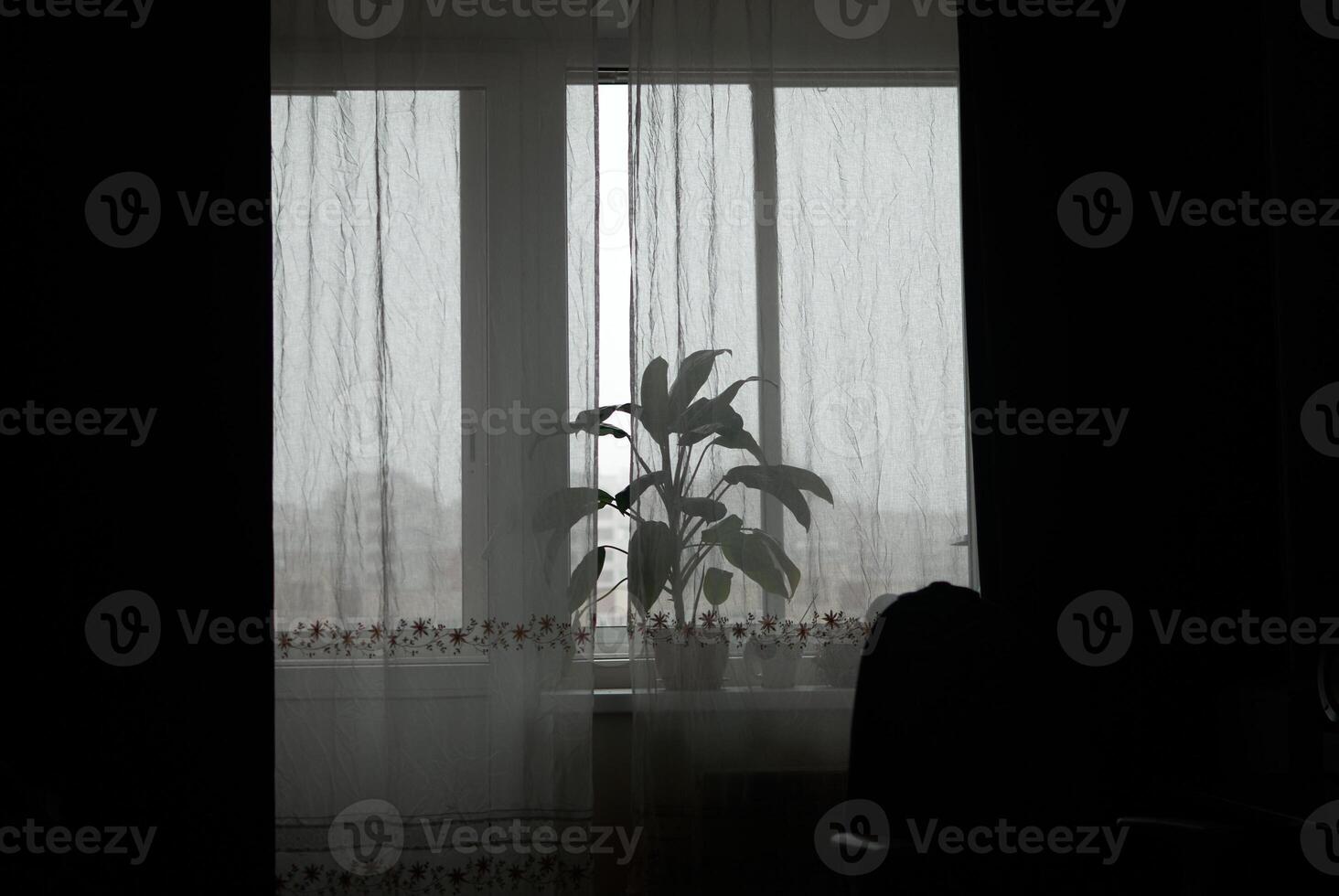 A Beautiful Silhouette of a Plant Positioned by the Window with Soft Sheer Curtains Draped photo