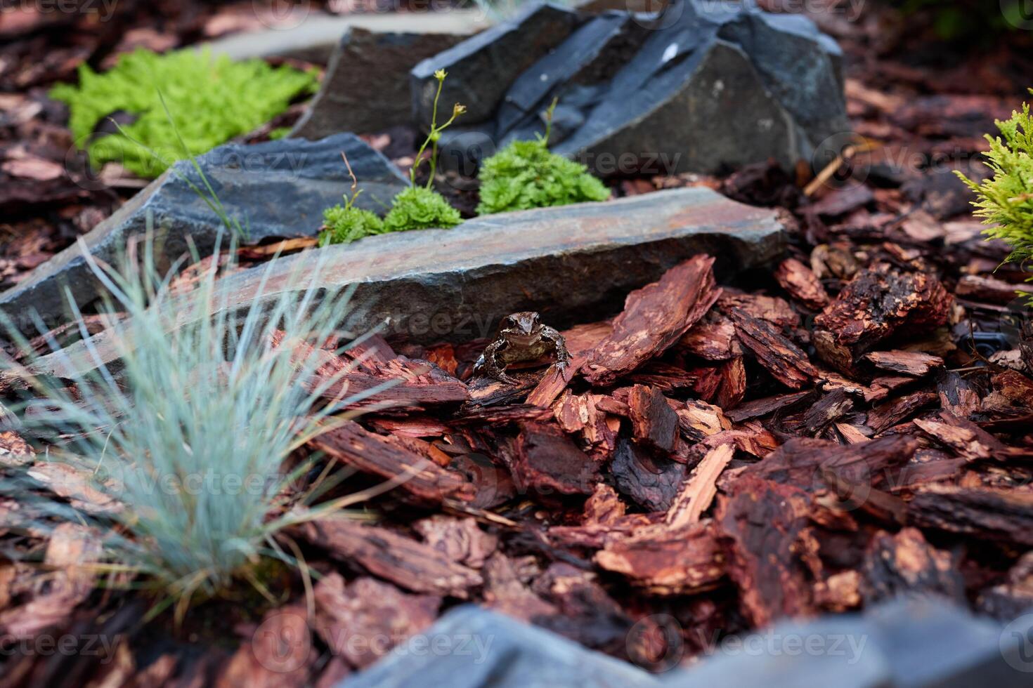 A Beautiful and Vibrant Garden Landscape Featuring Rock and Bark Mulch Elements photo