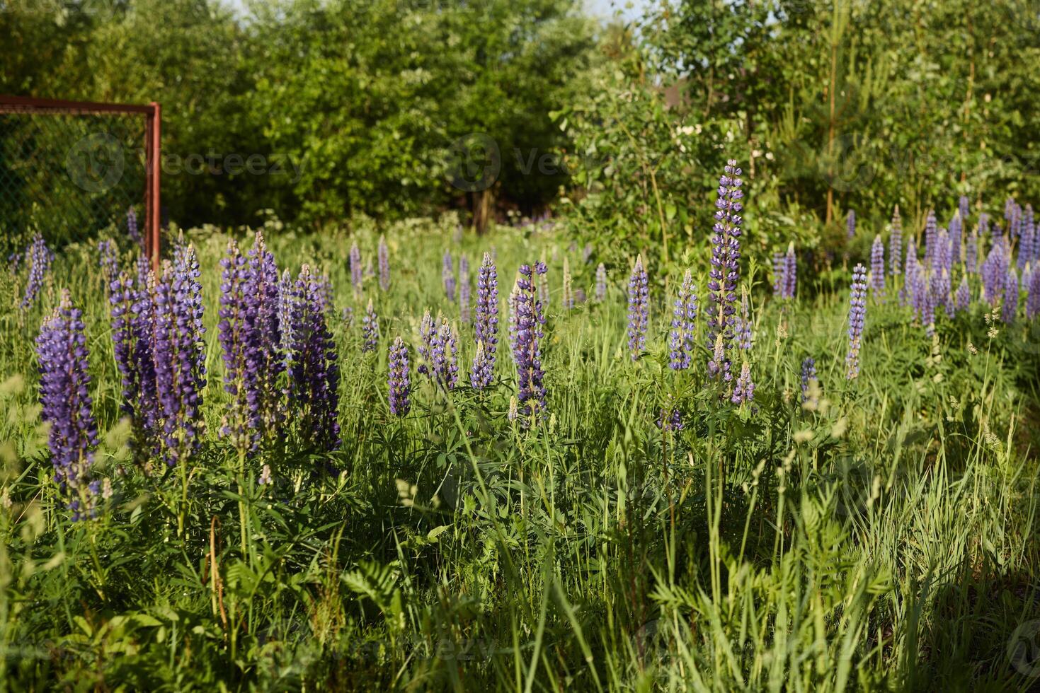 Vibrant and Stunning Purple Lupines Flourishing in a Lush Green Field of Natures Beauty photo
