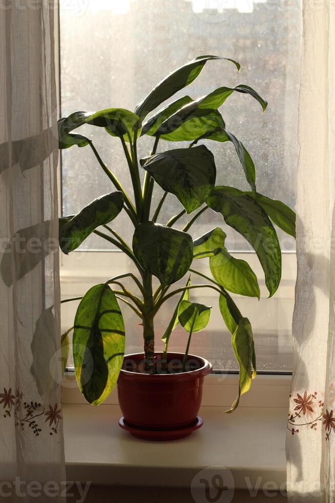 A lush green houseplant in a sunlit window adds warmth and vibrancy to the space photo