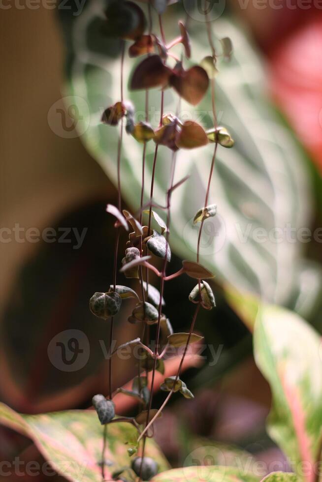 Exploring Botanical Beauty A CloseUp of Unique Leaves and Stems in Natures Splendor photo