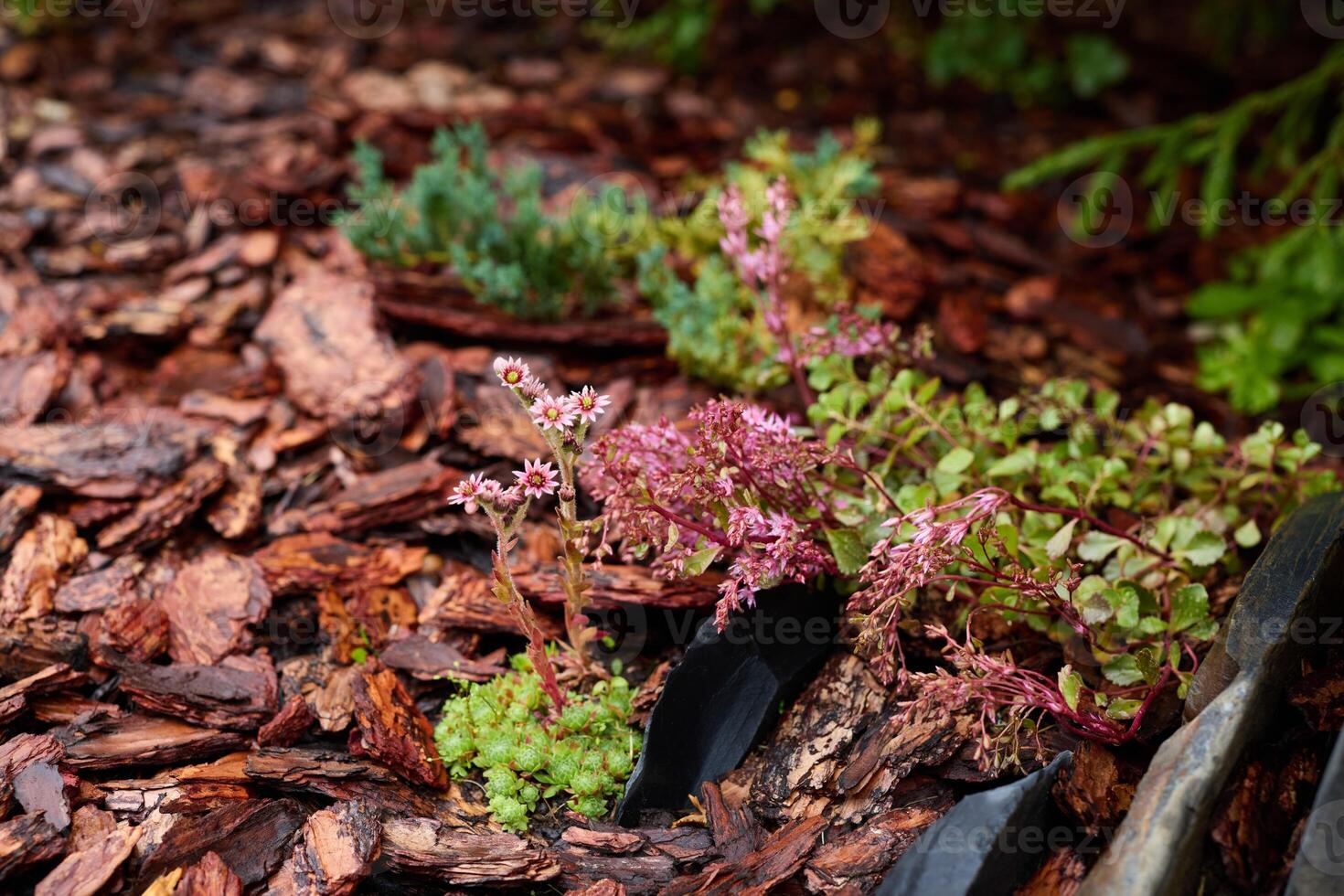 Beautiful and Colorful Succulents Well Arranged in a Mulch Bed Creating Serenity and Design photo