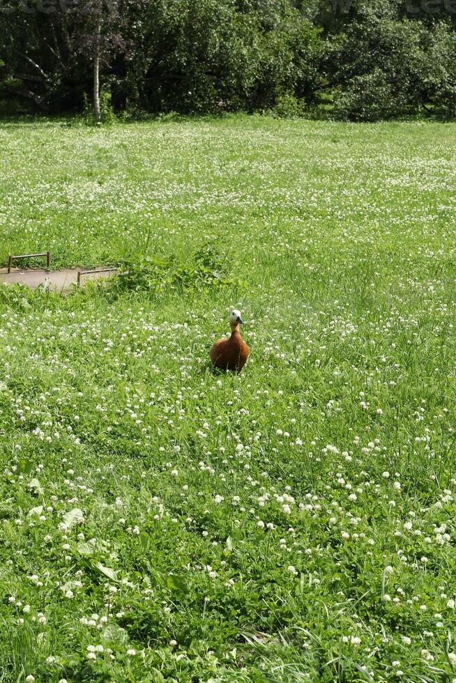 A duck is happily walking around in the lush and vibrant green grasses of a garden photo