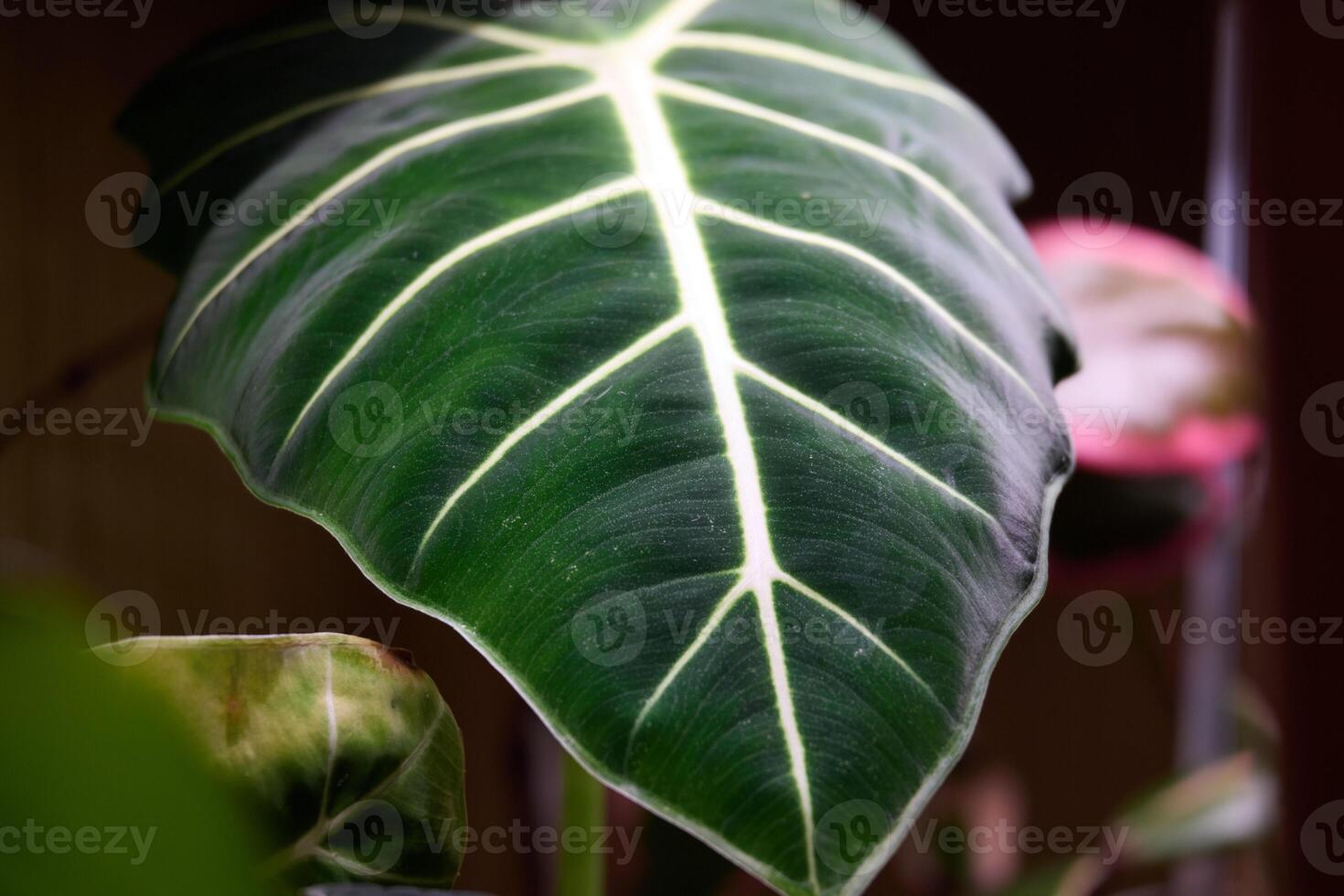 This is a Beautiful CloseUp of a Vibrant Green Leaf that Features Intricate and Detailed Veins photo