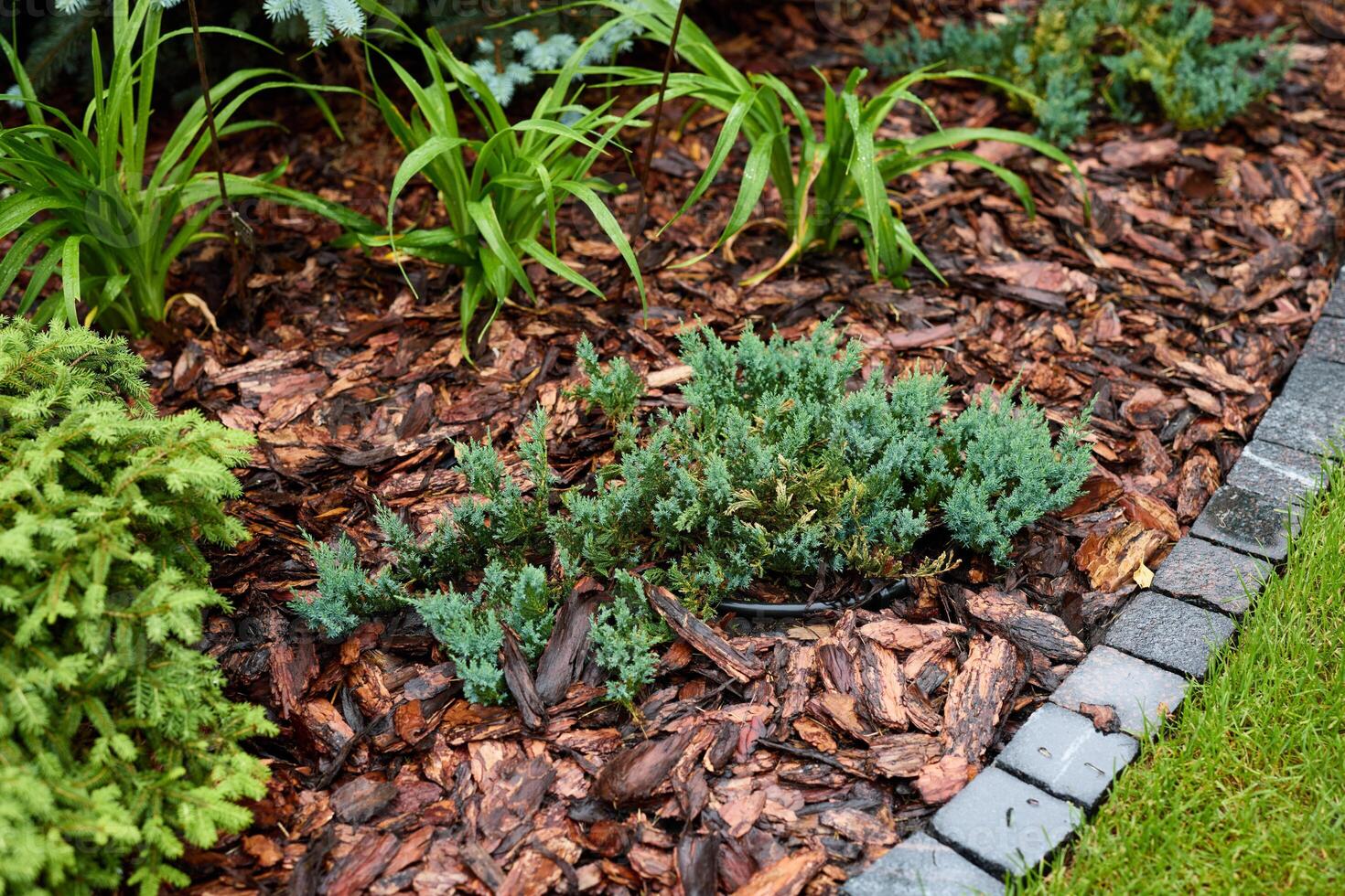 A Beautiful and Lush Garden Landscape Enhanced with Mulch and Vibrant Greenery all Around photo