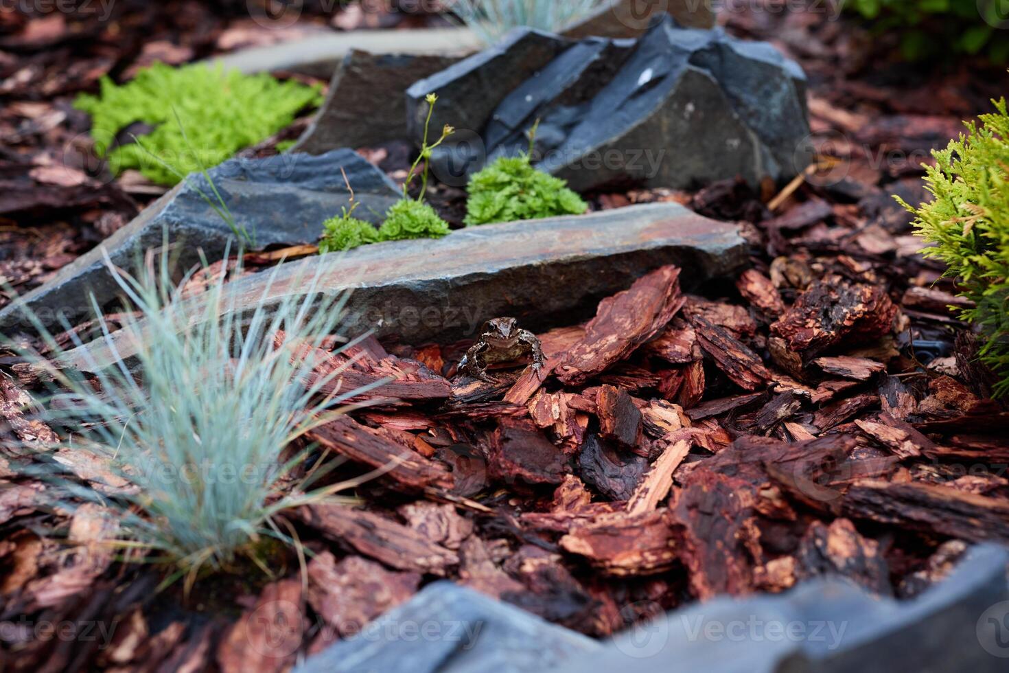 A Beautiful and Serene Rock Garden Adorned with Lush Greenery and Wood Mulch for a Tranquil Retreat photo