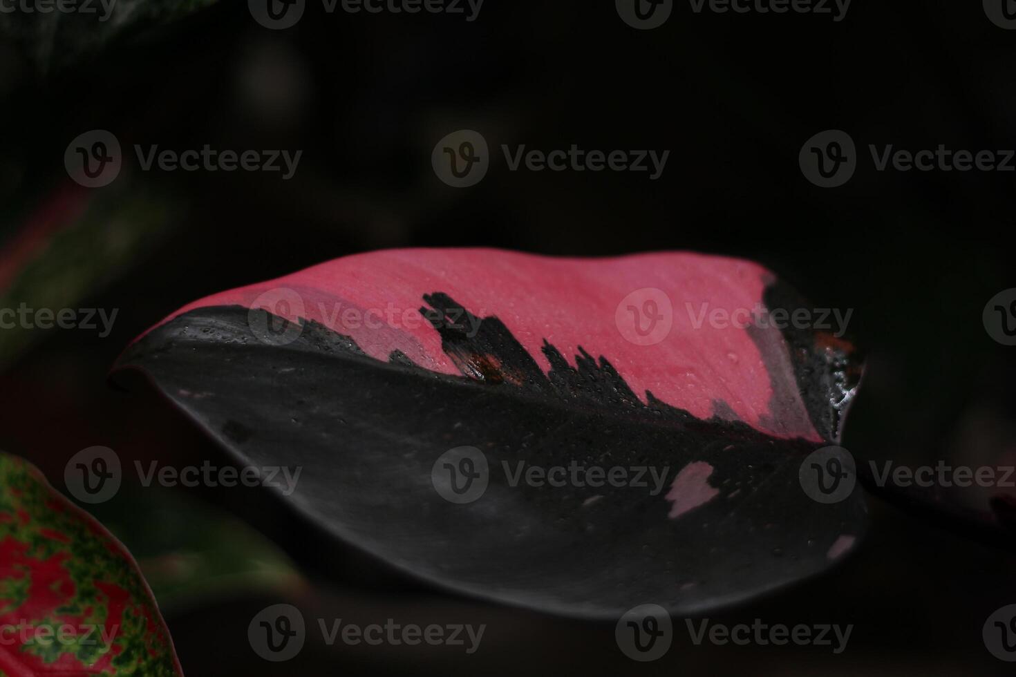 A unique leaf exhibit featuring stunning pink and black color patterns throughout its surface photo
