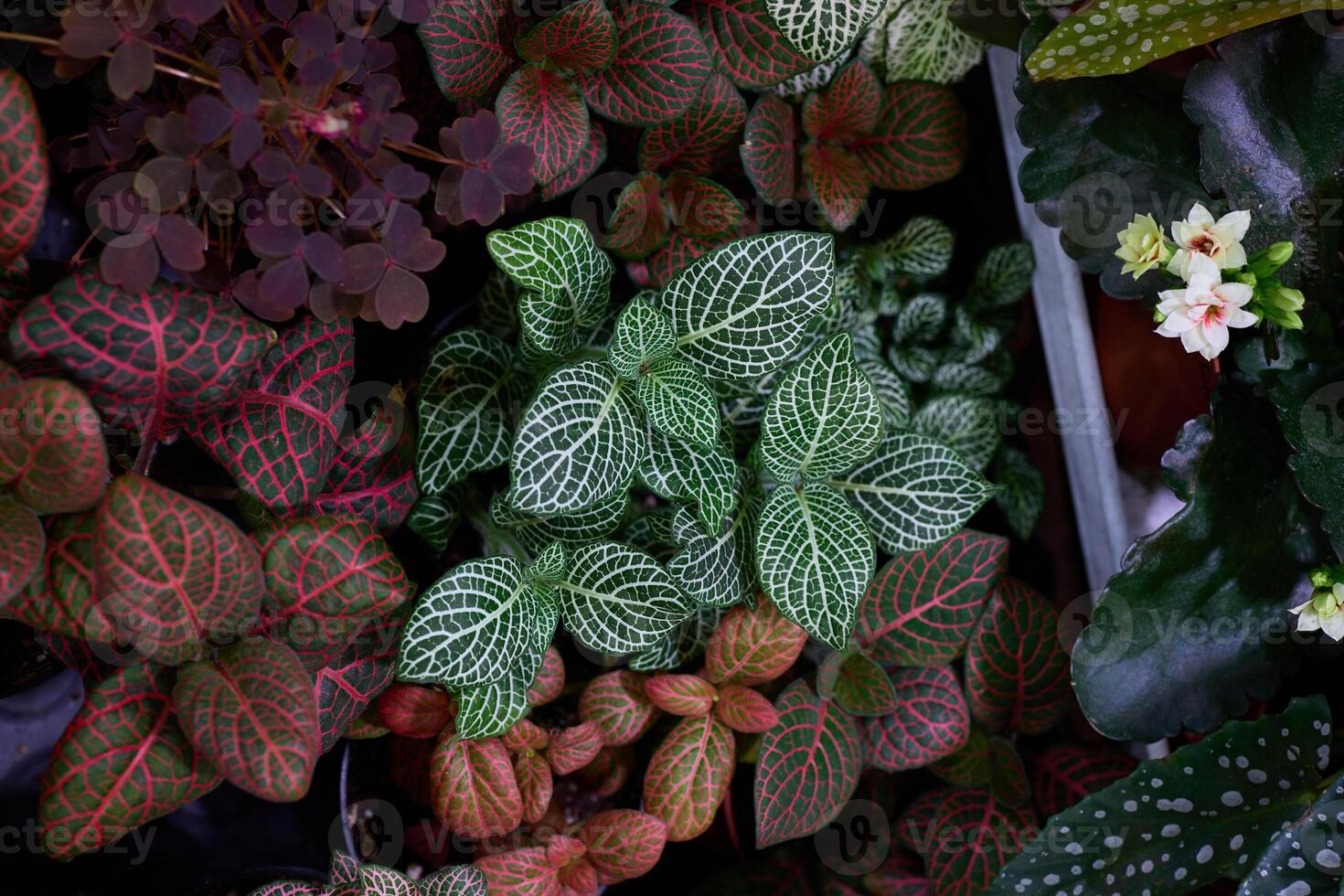 A Vibrant and Diverse Assortment of Indoor Plants Featuring Unique and Stunning Foliage Patterns photo