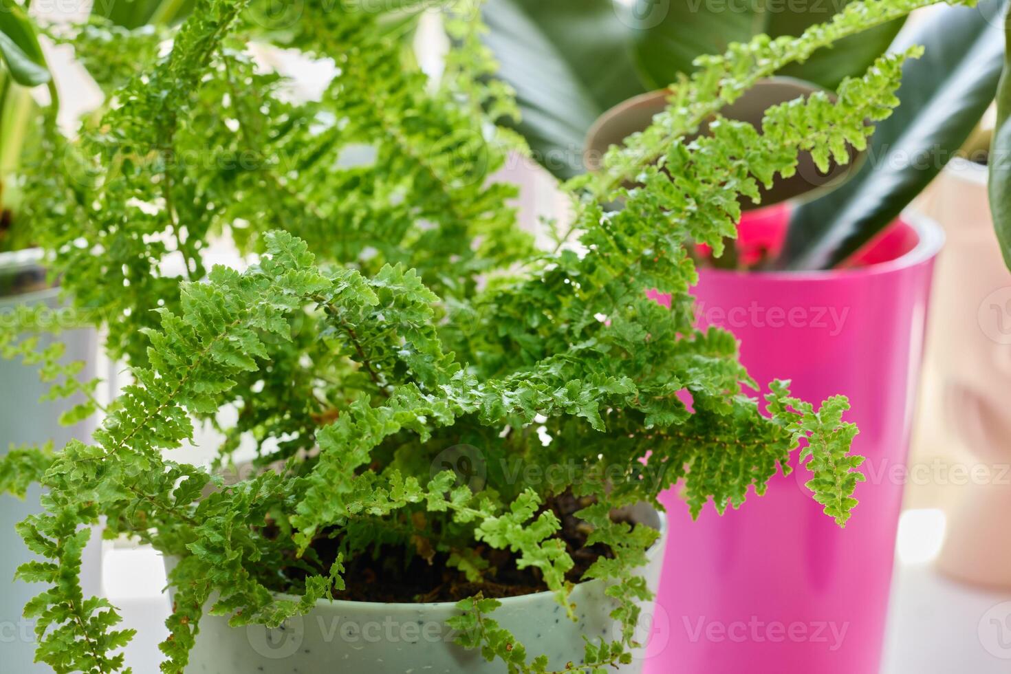 Lush Indoor Ferns Thriving Beautifully in Colorful and Charming Decorative Pots for Homes photo