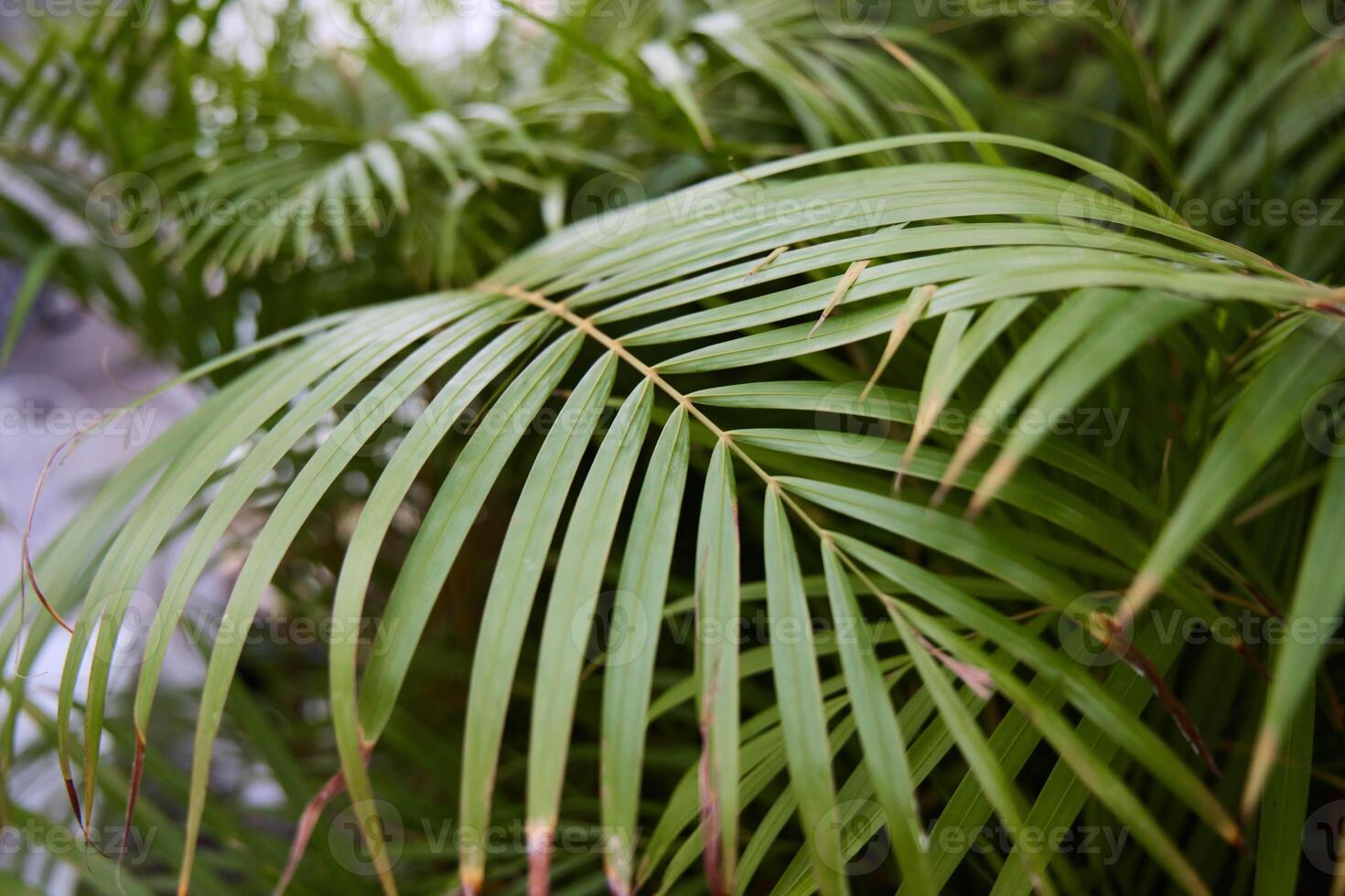 Lush and Vibrant Green Palm Leaves in Warm Natural Light Creating a Beautiful Scene photo