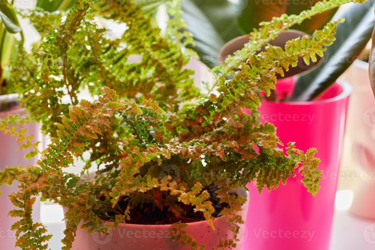 Lush Green Ferns Displayed in Vibrantly Colorful Pots for Thoughtful Indoor Decor photo