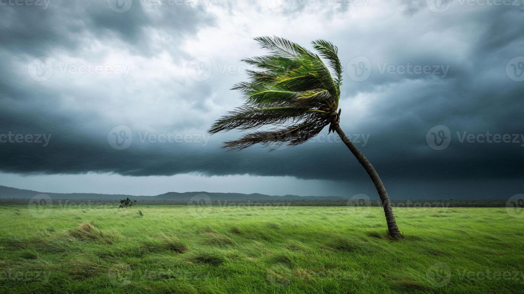 A lone palm tree in a field with a stormy sky photo
