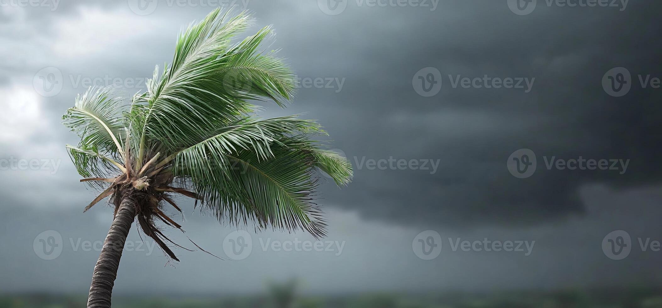 A palm tree is standing in front of a stormy sky photo