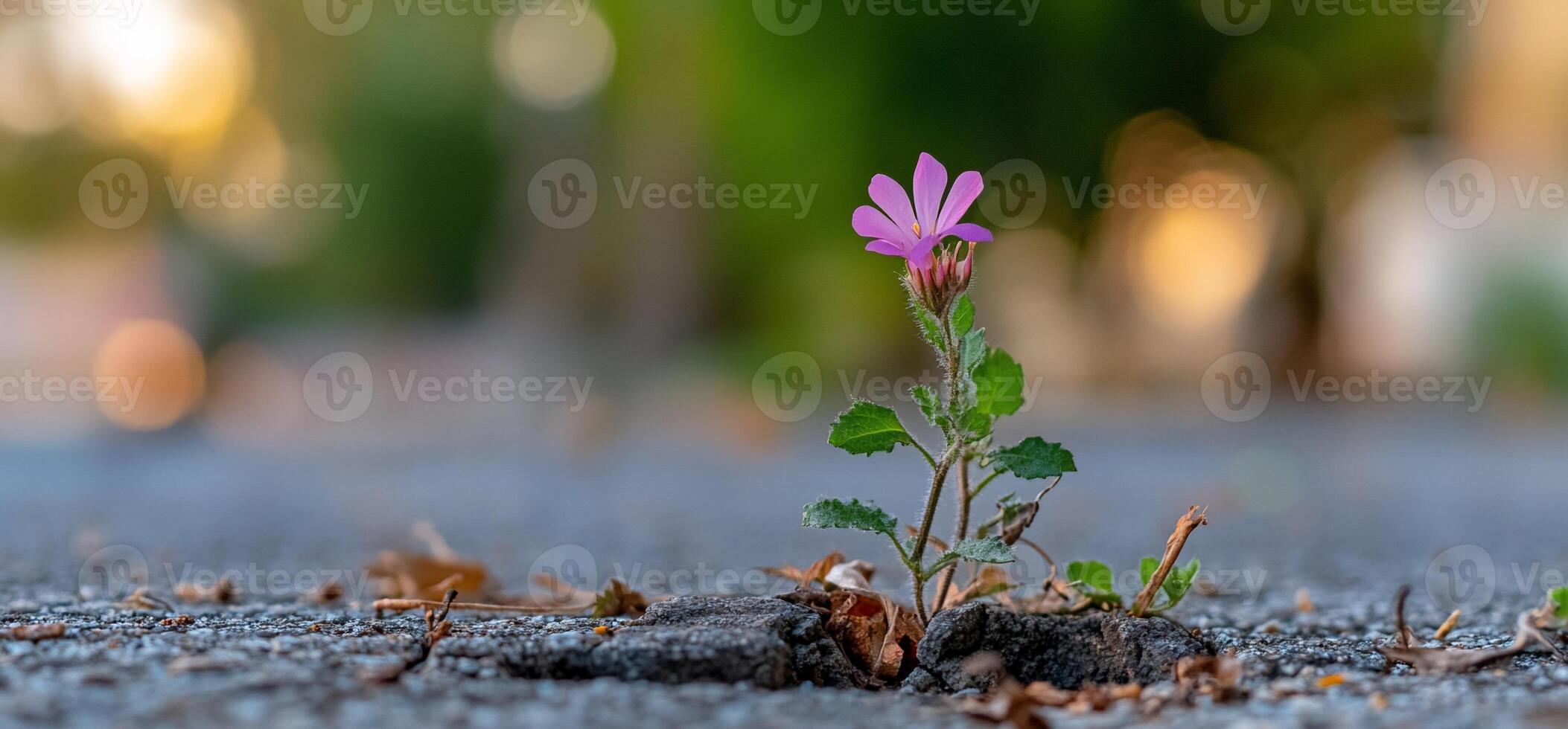 A small pink flower is growing out of the ground photo
