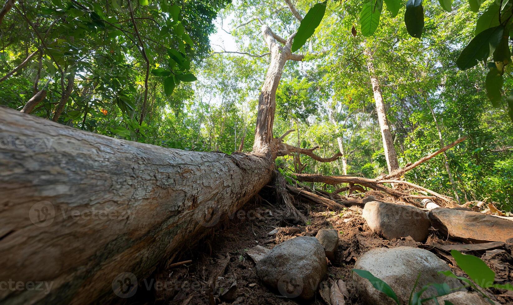 A fallen tree in the jungle photo