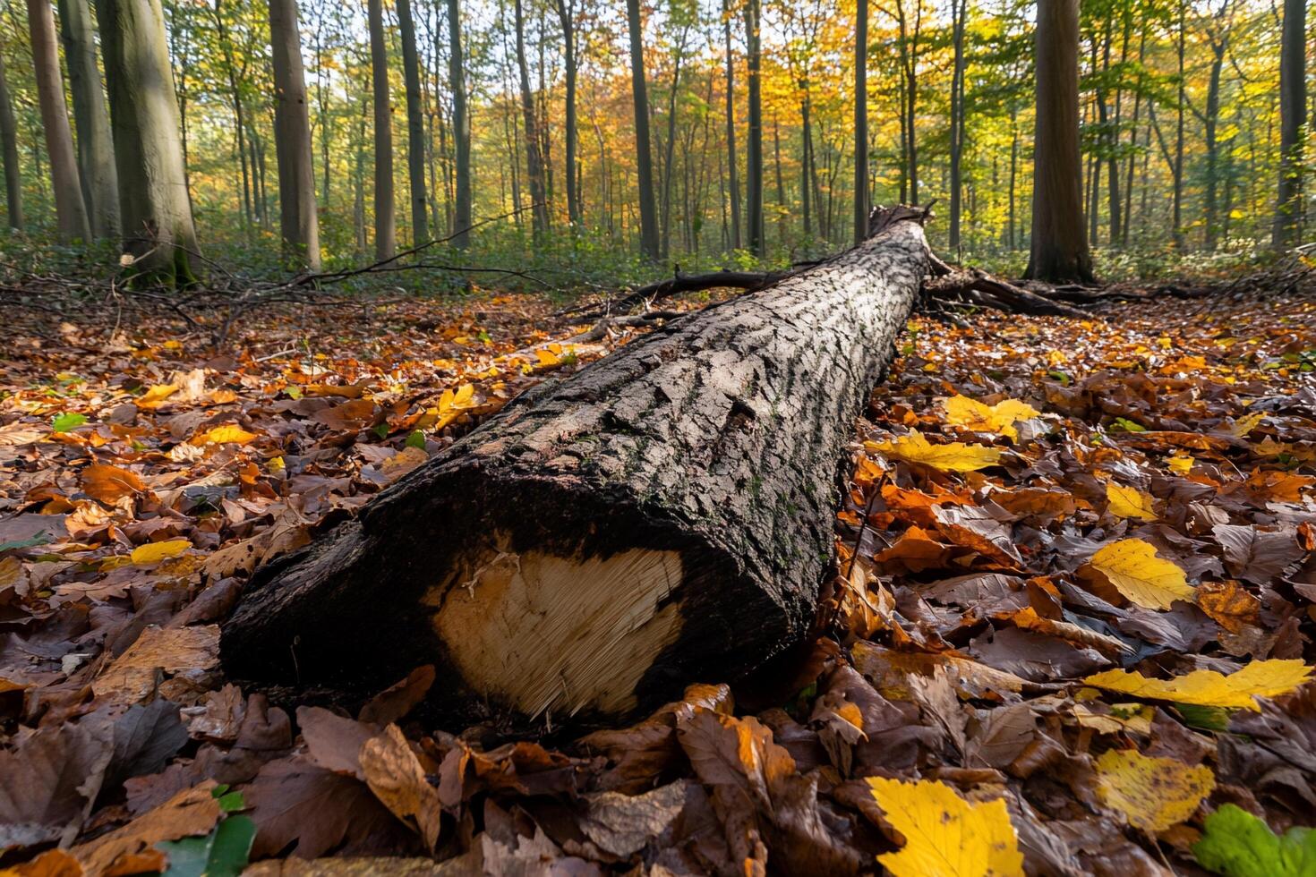 A fallen tree in the woods photo