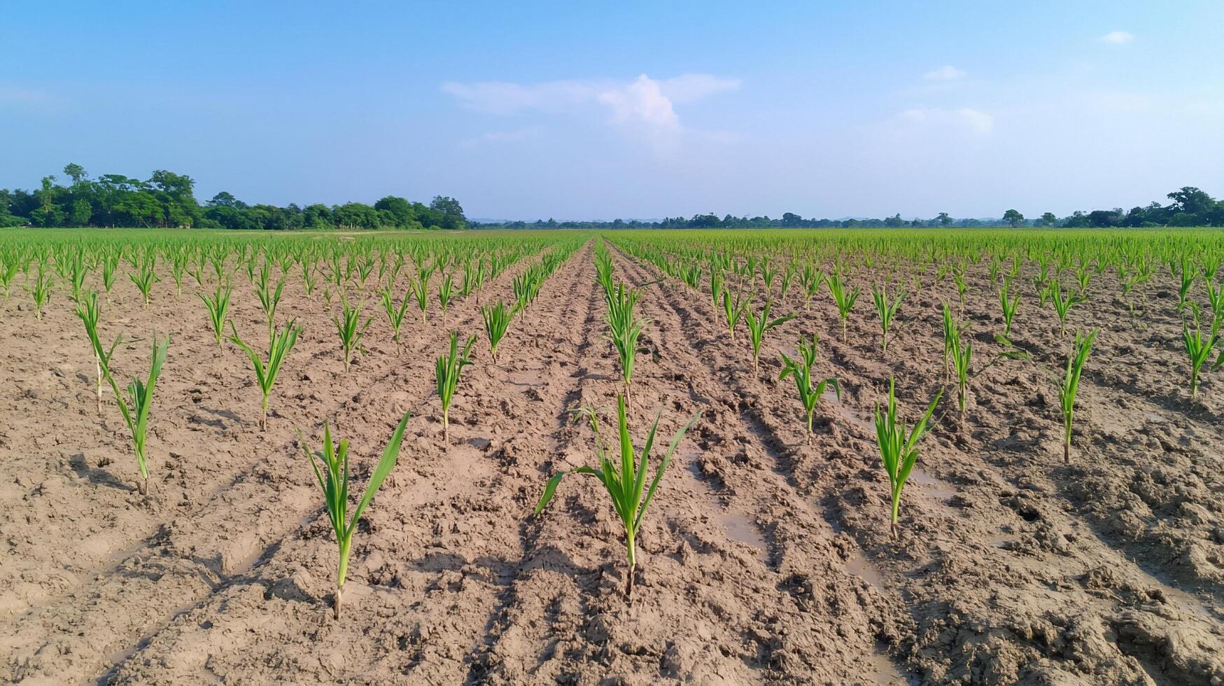 A field of green plants growing in the dirt photo
