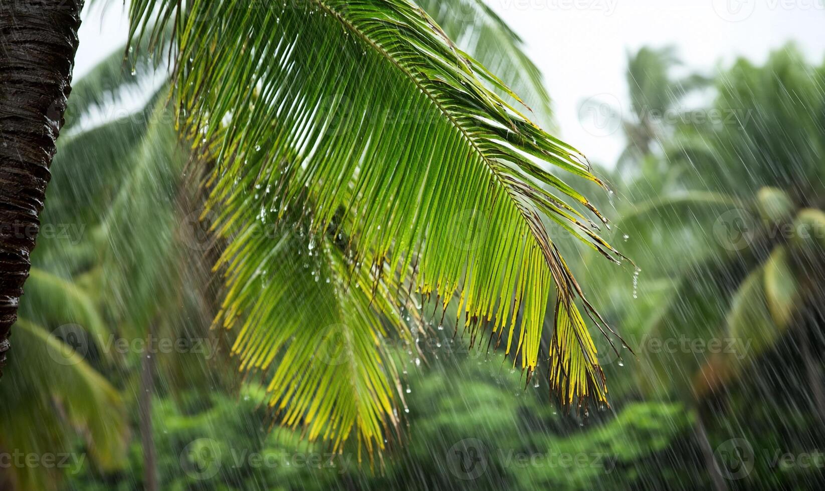 Rainfall on lush green palm leaves in a tropical setting. photo