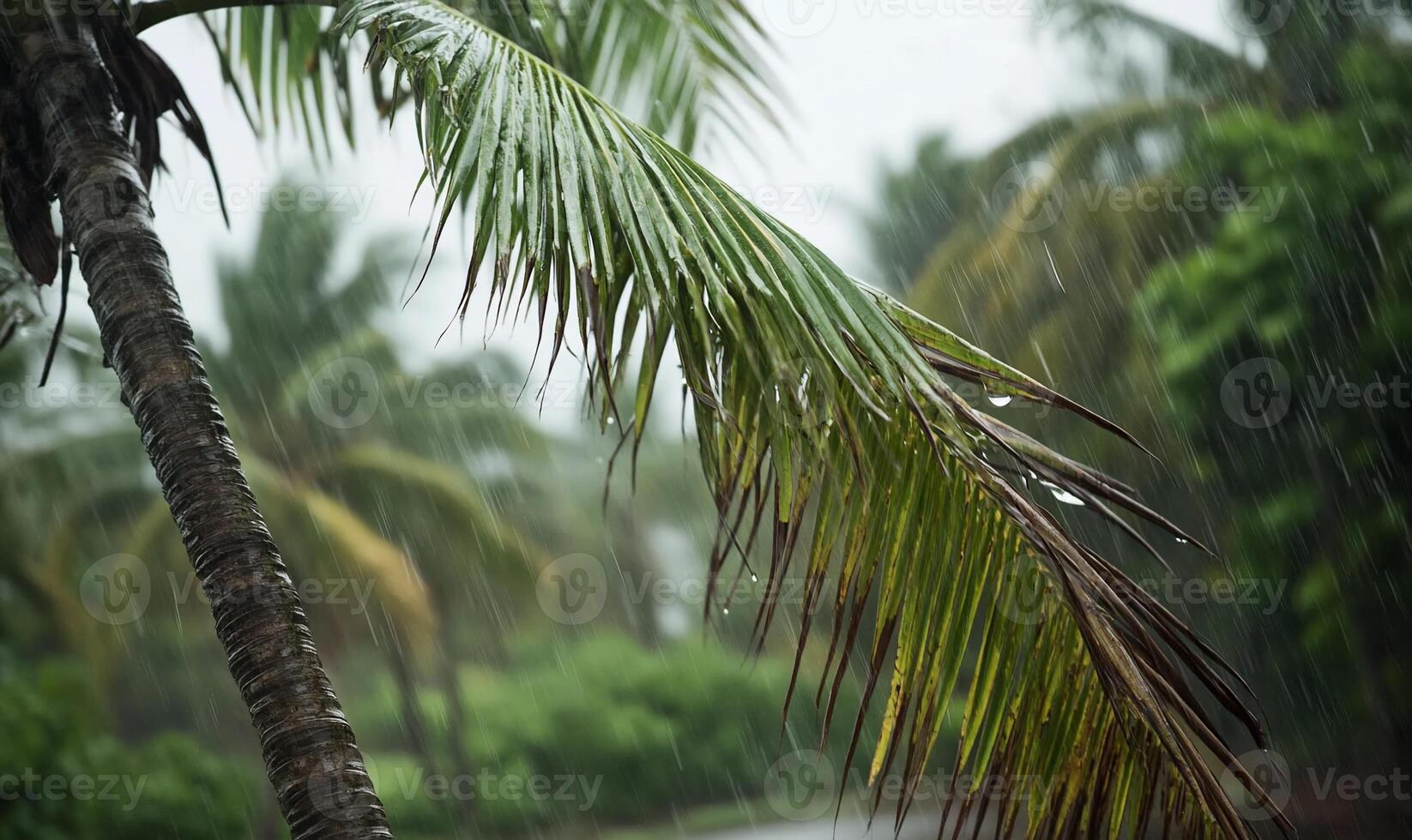 A close-up of a palm tree during heavy rain in a tropical setting. photo