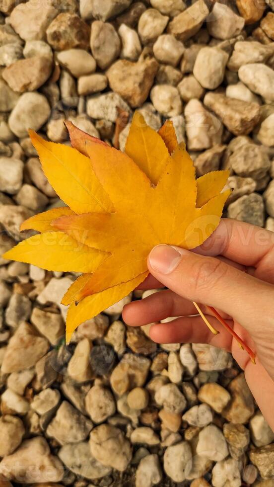 Woman holding yellow maple leaf over rocks. Vertical mobile photo