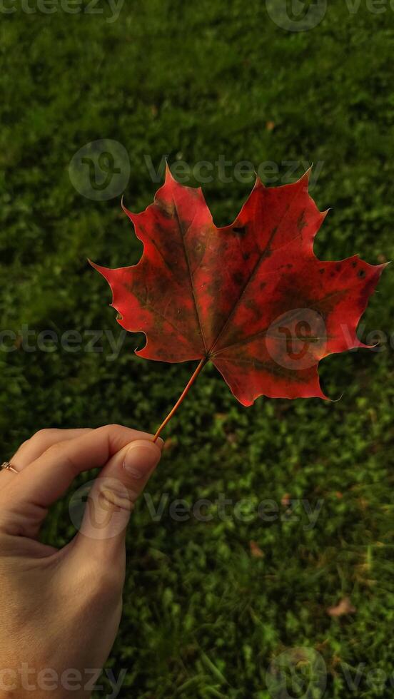 Woman holding red maple leaf during autumn in Stromovka Park. Vertical mobile photo