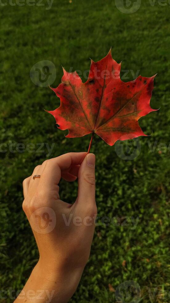 Woman holding red maple leaf during autumn in Stromovka Park. Vertical mobile photo