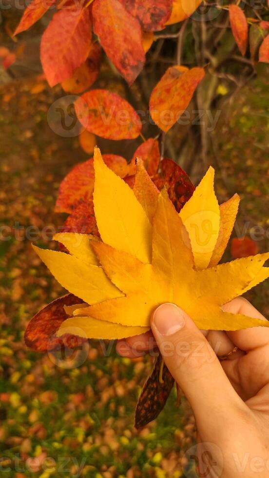 Woman holding yellow maple leaf over leaves. Vertical mobile photo