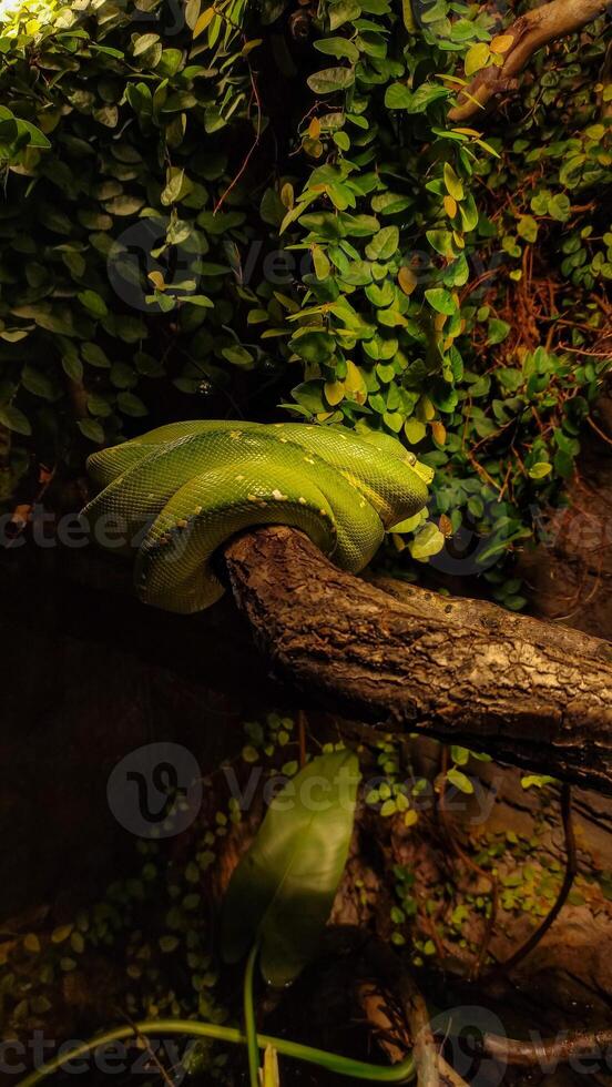 Green tree python resting on a branch in lush greenery. Vertical mobile photo