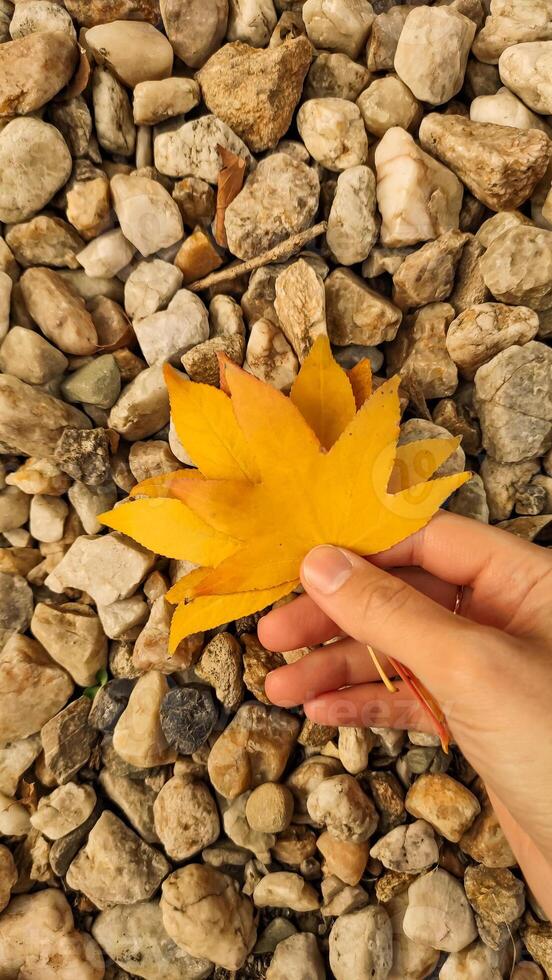 Woman holding yellow maple leaf over rocks. Vertical mobile photo