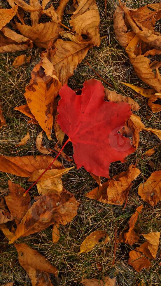 Red maple leaf on the ground during autumn in Stromovka Park photo