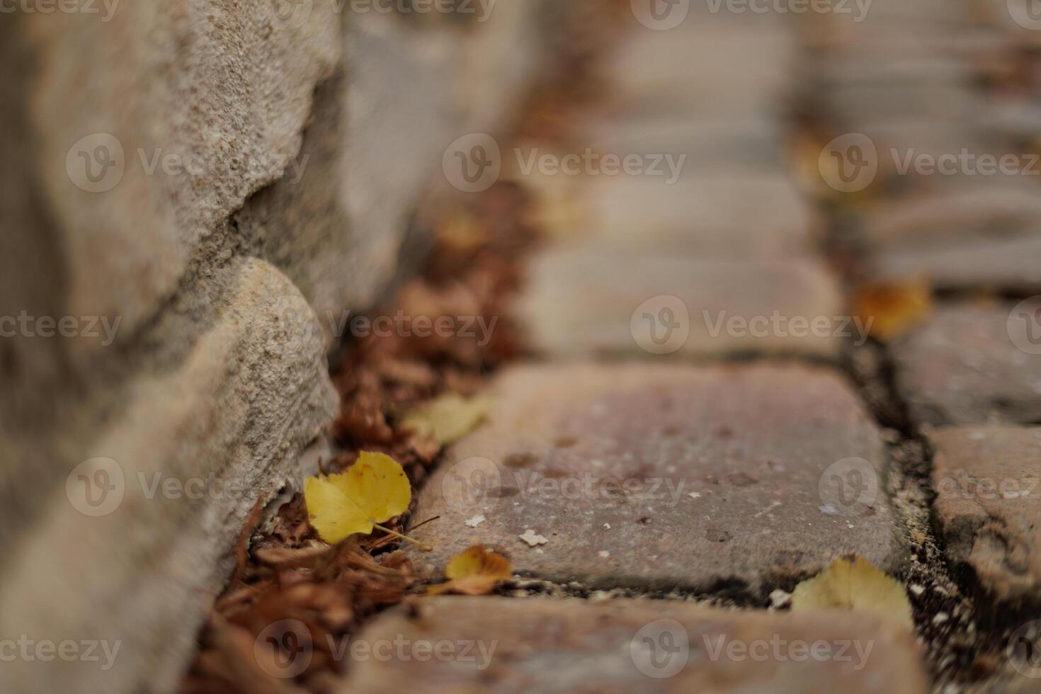 Yellow leaf resting on cobblestone street next to stone wall in Vysehrad Prague photo