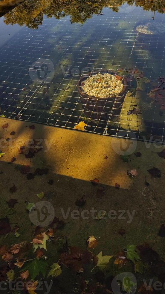 Autumn leaves floating on water reflecting trees and benches in Dresden. Vertical mobile photo