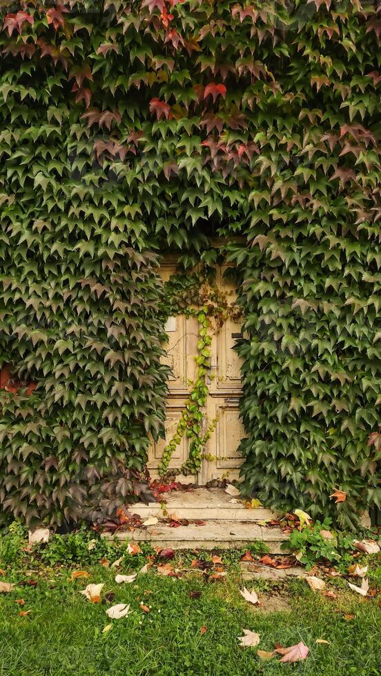 Old wooden door almost completely covered by climbing plants. Vertical mobile photo