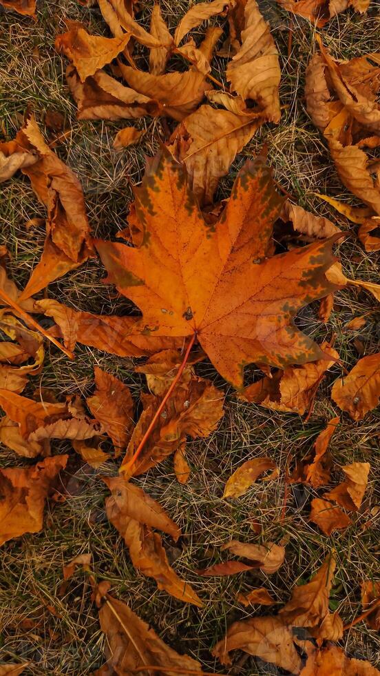 Red maple leaf during autumn in Stromovka Park. Vertical mobile photo
