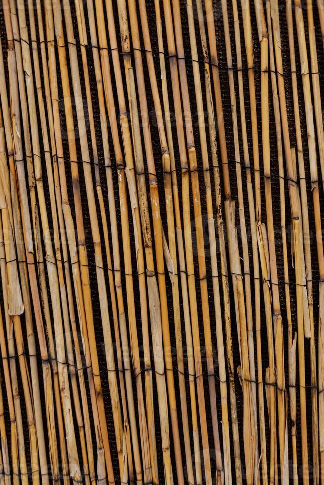 Bamboo fence creating a natural and sustainable barrier Karlin, Prague photo