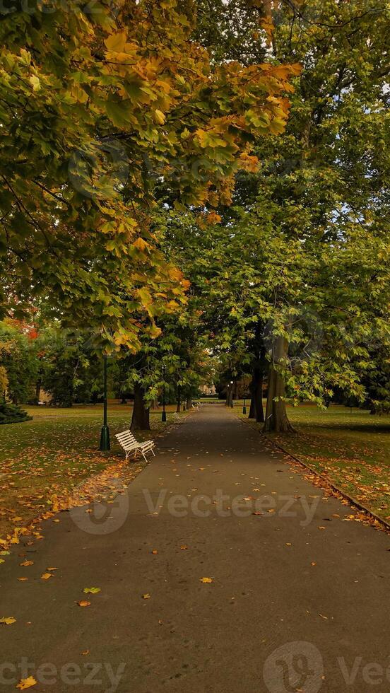Empty bench standing on path covered with fallen leaves in autumn in Royal Garden Prague. Vertical mobile photo