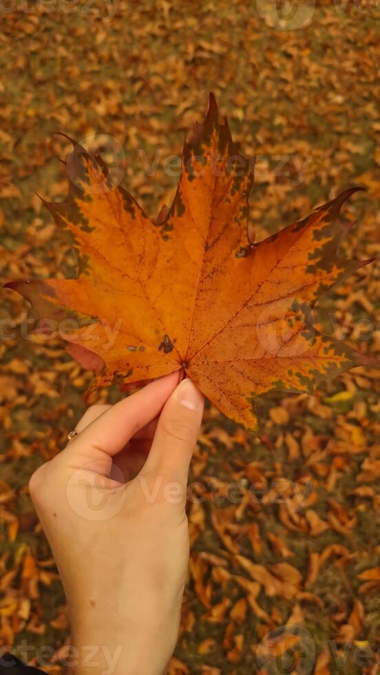 Woman holding red maple leaf during autumn in Stromovka Park. Vertical mobile photo