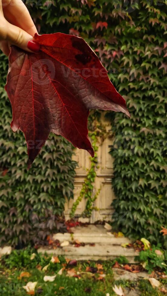 Woman holding red maple leaf during autumn in Stromovka Park. Vertical mobile photo