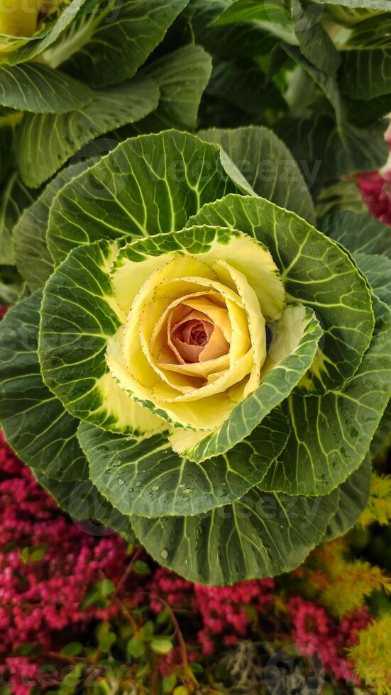 Ornamental cabbage blooming with yellow and green leaves. Vertical mobile photo