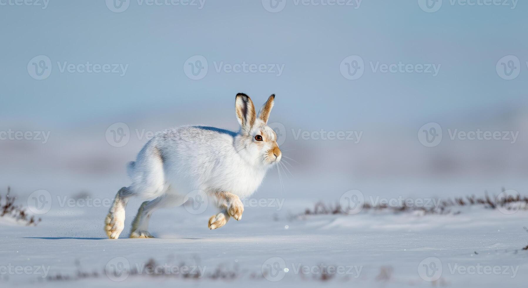 Arctic hare in motion across snowy landscape in winter photo