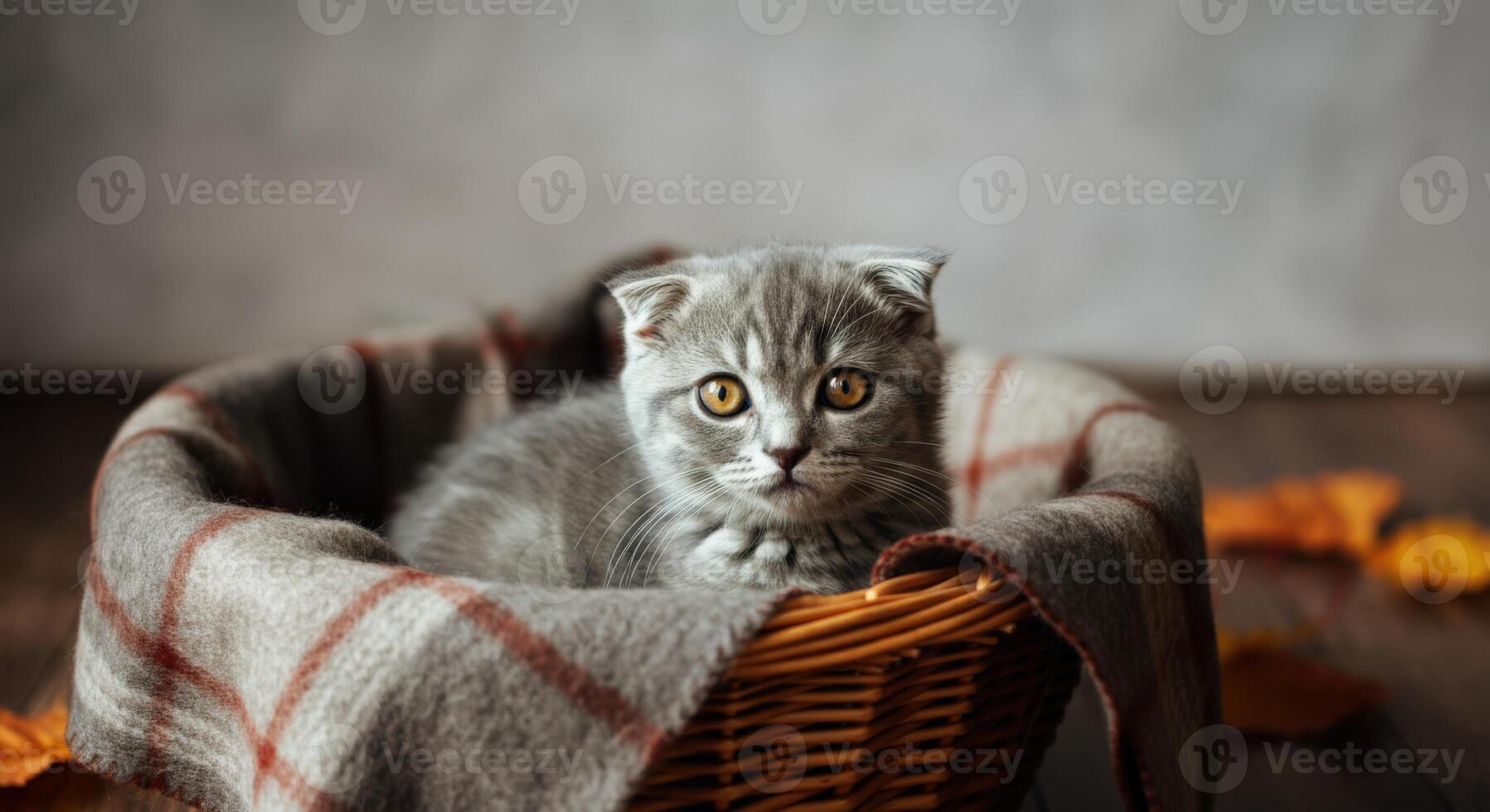 Cozy autumn scene with adorable scottish fold kitten in basket photo